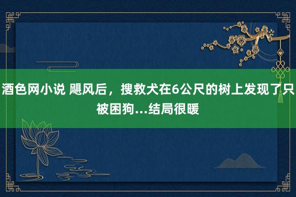 酒色网小说 飓风后，搜救犬在6公尺的树上发现了只被困狗...结局很暖