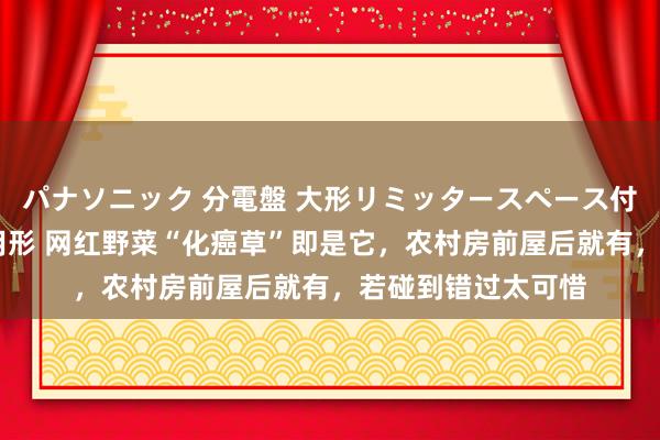 パナソニック 分電盤 大形リミッタースペース付 露出・半埋込両用形 网红野菜“化癌草”即是它，农村房前屋后就有，若碰到错过太可惜